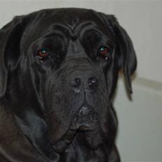 Cane corso campo di cavallo tara
