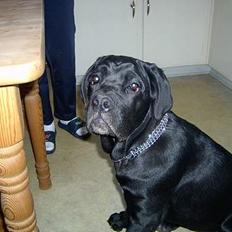 Cane corso campo di cavallo tara