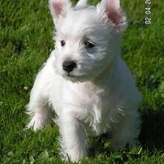 West highland white terrier Daisy