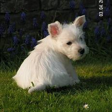West highland white terrier Daisy
