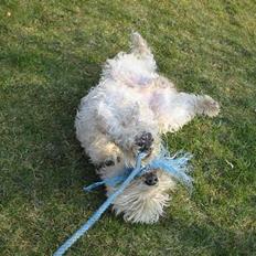 Irish softcoated wheaten terrier viktor