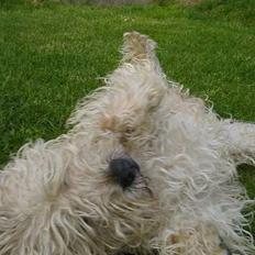 Irish softcoated wheaten terrier viktor