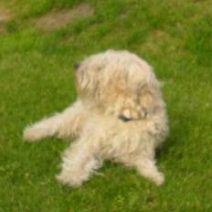 Irish softcoated wheaten terrier viktor