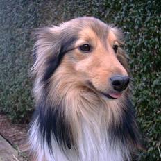 Shetland sheepdog Hero