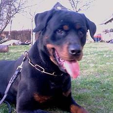 Rottweiler Kolja(Død)