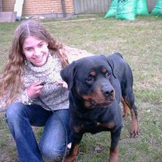 Rottweiler Kolja(Død)