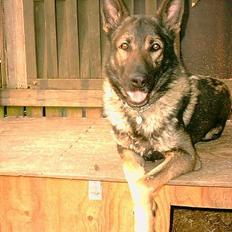 Schæferhund Wiliam (død)