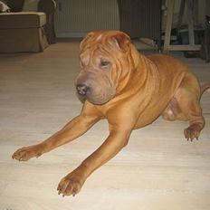Shar pei louis