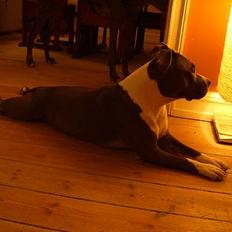 Amerikansk staffordshire terrier Emma