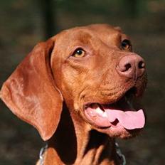 Vizsla Emmelie (Michens Alma)