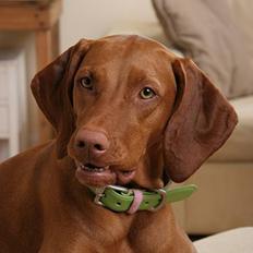 Vizsla Emmelie (Michens Alma)