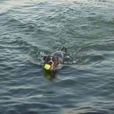 Amerikansk staffordshire terrier Emma