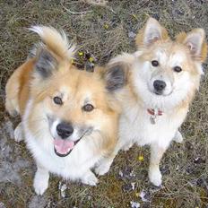 Islandsk fårehund Arco