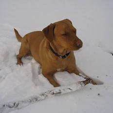 Labrador retriever Lady