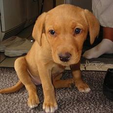 Labrador retriever Lady