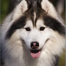 Siberian husky Dancer