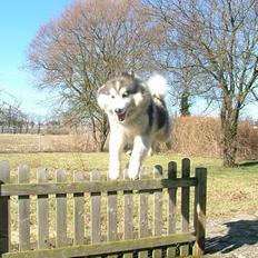 Siberian husky Dancer