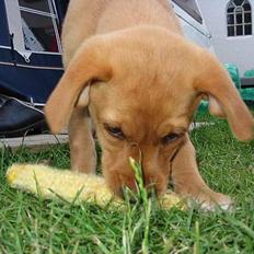 Labrador retriever Lady