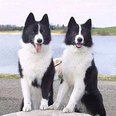 Karelsk bjørnehund James og Bessi