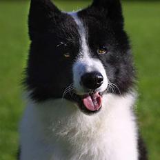 Karelsk bjørnehund James og Bessi