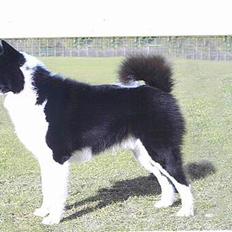 Karelsk bjørnehund James og Bessi