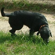 Labrador retriever Jolly (Sussi)