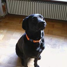 Labrador retriever Jolly (Sussi)