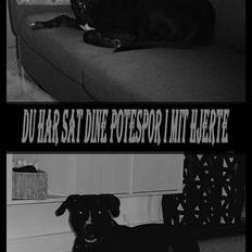 Amerikansk staffordshire terrier Buzz  *Hvil i fred*