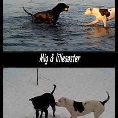 Amerikansk staffordshire terrier Buzz  *Hvil i fred*