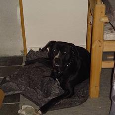 Amerikansk staffordshire terrier Buzz  *Hvil i fred*