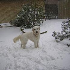 Golden retriever Viktor