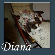 Field Trial spaniel Diana 