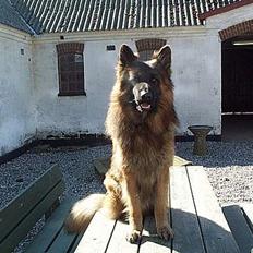 Schæferhund Svikmøllens Larus ( himmelhund )
