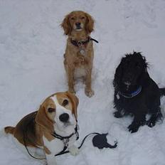 Beagle Bailey 1999-2011