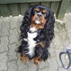 Cavalier king charles spaniel Sofus