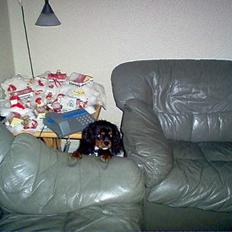 Cavalier king charles spaniel Sofus