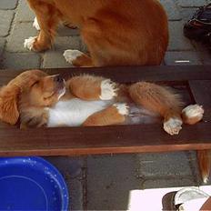 Nova scotia duck tolling retriever Luca