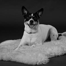 Blanding af racer milo