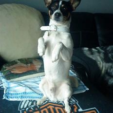 Blanding af racer milo