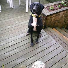 Blanding af racer sascha