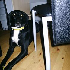 Blanding af racer sascha