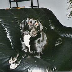 Blanding af racer sascha