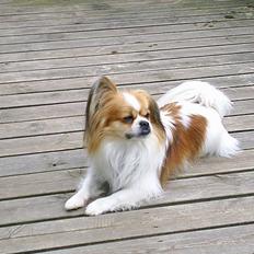 Blanding af racer gismo *nyt og godt hjem*