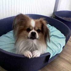 Blanding af racer gismo *nyt og godt hjem*