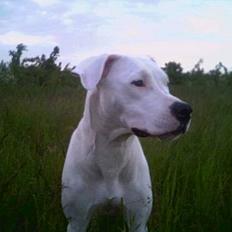 Dogo argentino Whopey/død