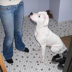 Dogo argentino Whopey/død