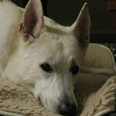 Hvid Schweizisk Hyrdehund Gilbert RIP 05-08-2011