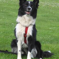 Border collie kay RIP 2017