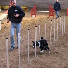 Border collie kay RIP 2017
