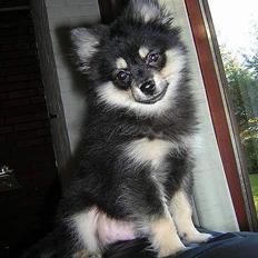 Pomeranian Rex